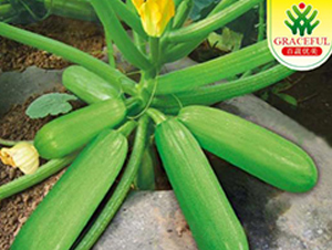 ������̖-�����J�N��-�����r�I