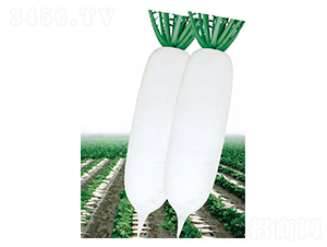 ��ѩ301-�}���N��-�����r�I