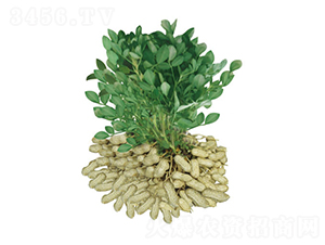 ��ɳ1016-�����N��-���S�N�I