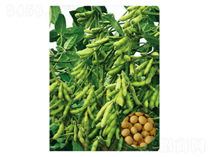 �����F�S29-�󶹷N��-���S�N�I