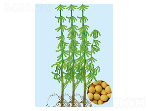 吉育96-大豆種子-大豐種業