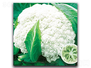 ��ѩ65��-��Ҭ�˷N��-���ʵ�