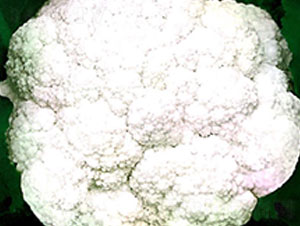 ����80��-��Ҭ�˷N��-���ʵ�