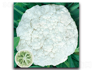 ����65��-��Ҭ�˷N��-���ʵ�