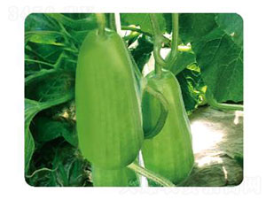 �ȃ�����-�����J�N��-�ȃ��_