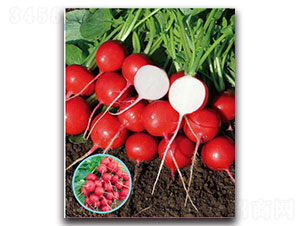 ���-�}���N��-�ȃ��_