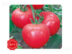 粉博娜-番茄種子-先優達