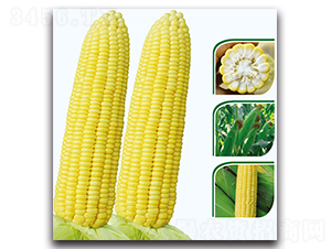 ����8̖����-�����׷N��-�F������