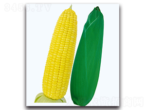 ���S6̖����-�����׷N��-�F������