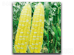 �A����8̖���y������-�����׷N��-�F������