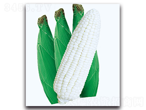 �y����Ŵ����-Ŵ���׷N��-�F������