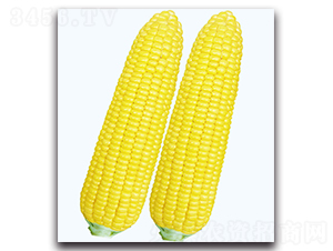 ������һ̖����-�����׷N��-�F������