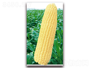 �f��2000-�����׷N��-�A��N�I