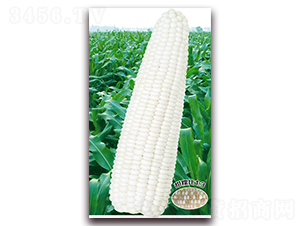 �fŴһ̖-Ŵ���׷N��-�A��N�I