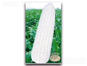 �fŴʮһ-Ŵ���׷N��-�A��N�I