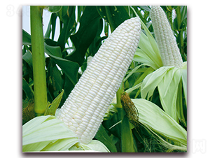 �fŴ178-Ŵ���׷N��-�A��N�I