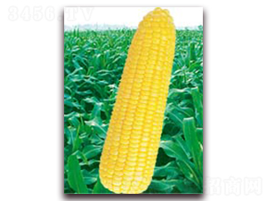 �f�SŴ253-Ŵ���׷N��-�A��N�I