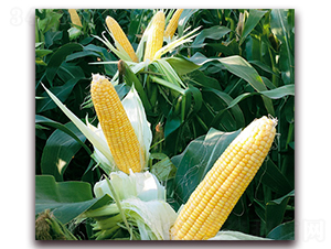 �fŴ168-Ŵ���׷N��-�A��N�I