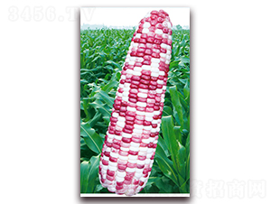 �f��Ŵ��̖-Ŵ���׷N��-�A��N�I