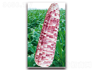 �f��Ŵ��̖-Ŵ���׷N��-�A��N�I