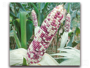 �fŴ162-Ŵ���׷N��-�A��N�I