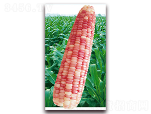 �f��Ŵ1227-Ŵ���׷N��-�A��N�I