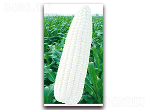 �fŴ��̖-Ŵ���׷N��-�A��N�I