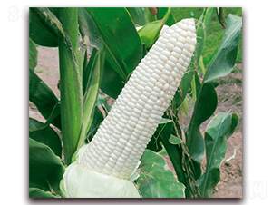 �fŴ161-Ŵ���׷N��-�A��N�I