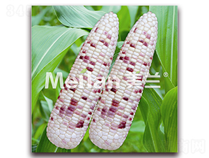 ����Ŵ15̖-Ŵ���׷N��-�G��