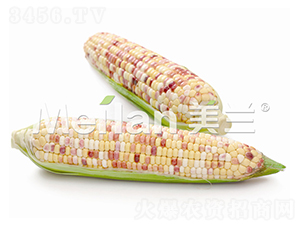 �������Ŵ6̖-��Ŵ���׷N��-�G��