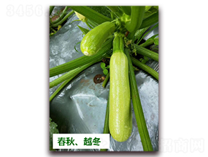 ����1438-�����J�N��-����N��