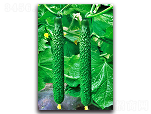 ��������һ̖-�S�ϷN��-��r�I