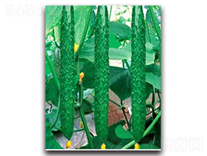 G��̖-�S�ϷN��-��r�I