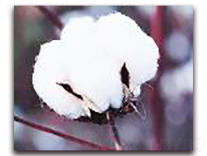 ���һ̖-�޻��N��-�(y��u)�r(n��ng)�I(y��)