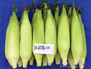 ����Ŵ218-Ŵ���׷N��-�׺ͷN�I(y��)