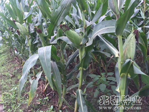 ���S505-���׷N��-�׺ͷN�I