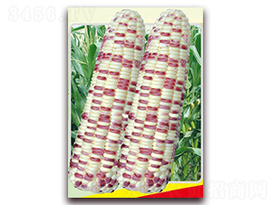 ��ǻ�Ŵ-Ŵ���׷N��-�L���N��