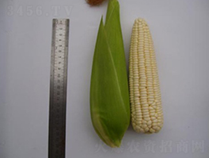 �K��Ŵ202-Ŵ���׷N��-�L���N��