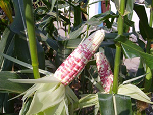 ���2̖203-Ŵ���׷N��-�L���N��