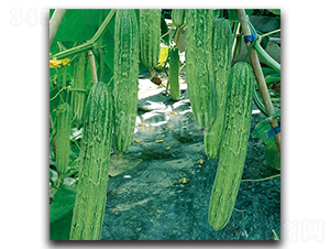 ��´��̖-�S�ϷN��-���зN�I