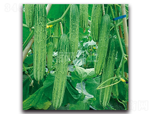 ��´��̖-�S�ϷN��-���зN�I