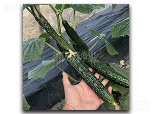 ����801-�S�ϷN��-���зN�I