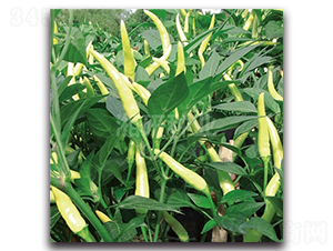 ���G-���콷�N��-���зN�I(y��)