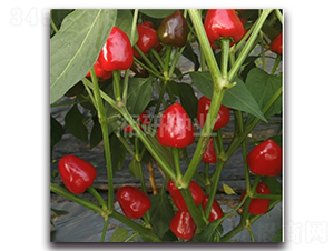 �A����̖-���콷�N��-���зN�I(y��)