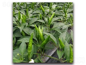 ����54-���콷�N��-���зN�I