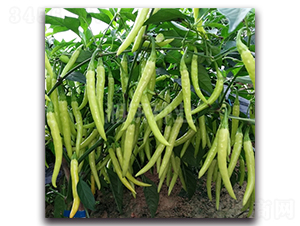 ������-���콷�N��-���зN�I