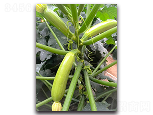 �ľGһ̖F1-�����J�N��-Ψ�r�N�I