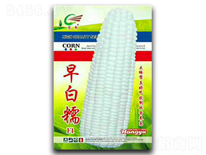 ���Ŵ-Ŵ���׷N��-����