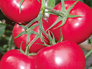 �e��519F1-�۹����ѷN��-Ψ�r�N�I