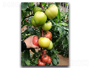 ����380F1-�۹����ѷN��-Ψ�r�N�I